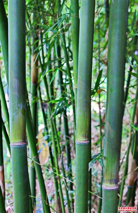 竹子的特性 斷龍脈
